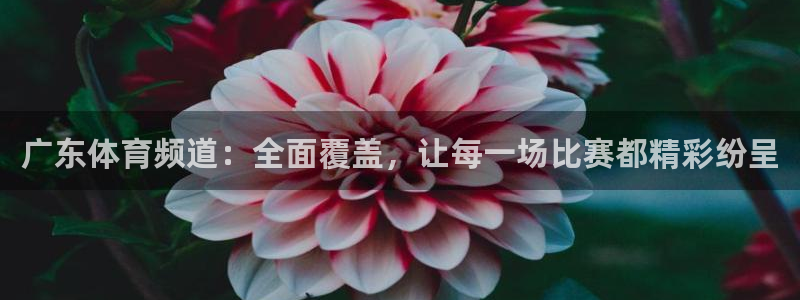 小九看球直播：广东体育频道：全面覆盖，让每一场比赛都精彩纷呈